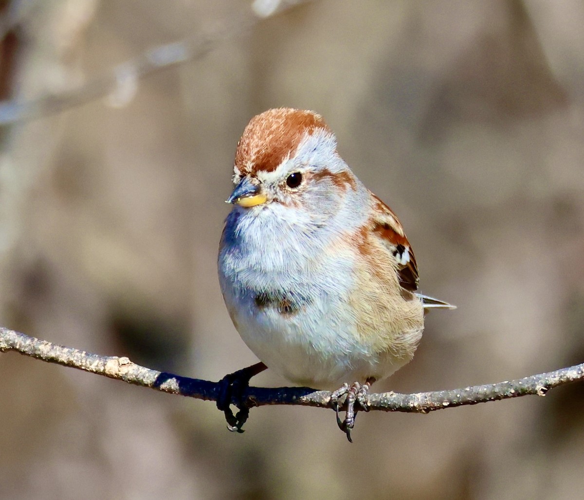 American Tree Sparrow - ML616731088