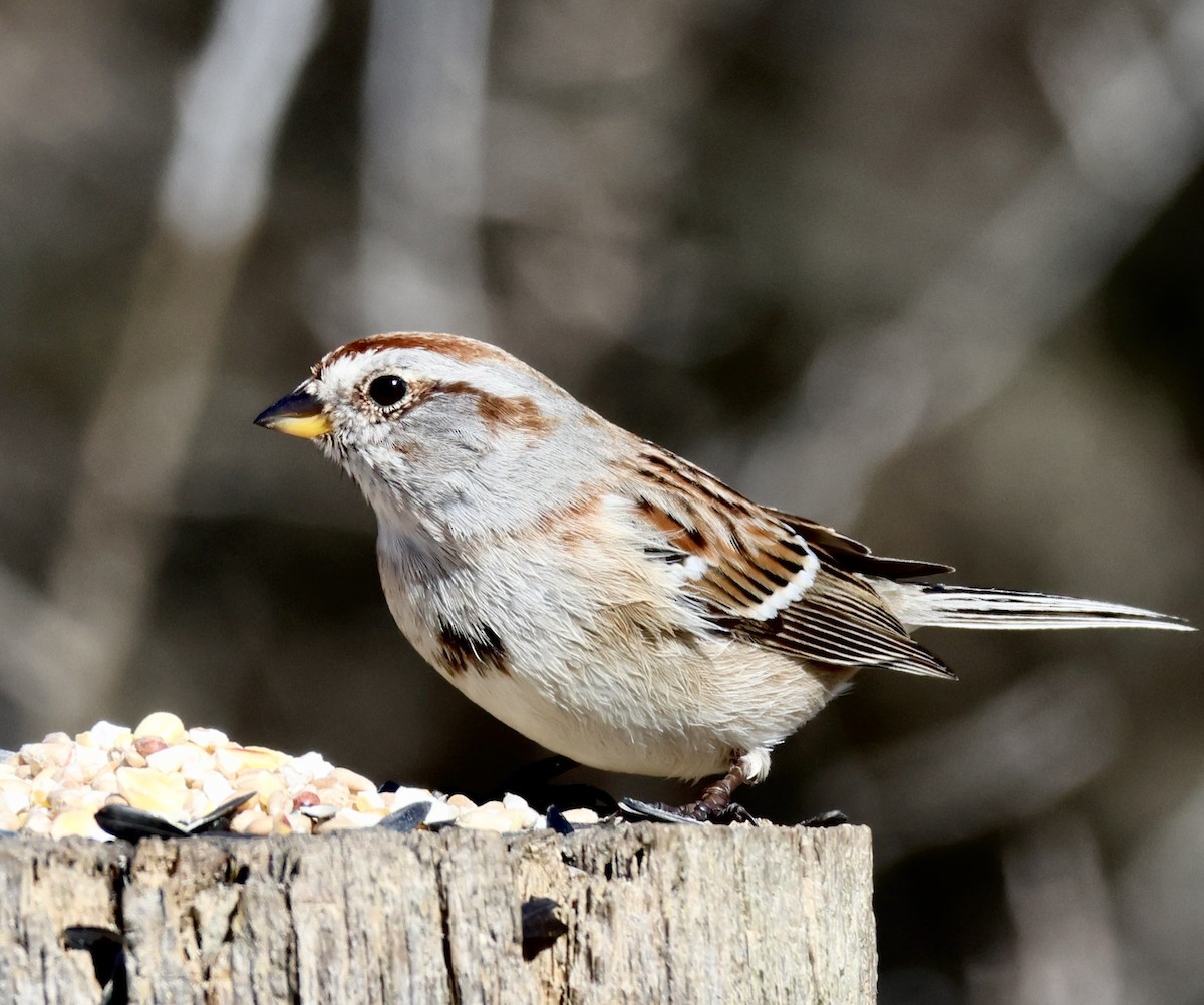 American Tree Sparrow - ML616731093