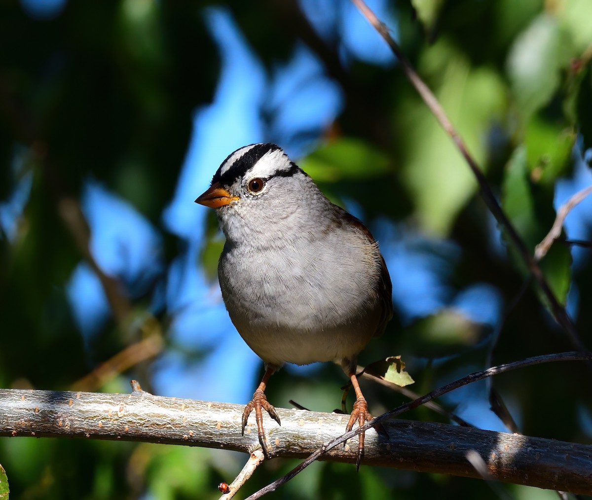 White-crowned Sparrow - Linda Lee