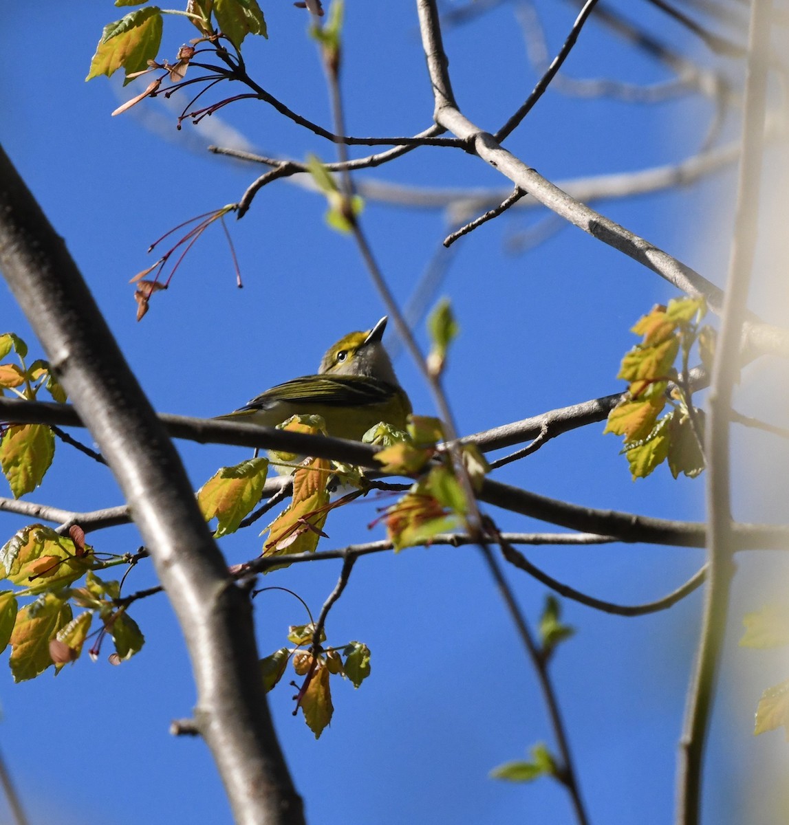 White-eyed Vireo - ML616731145