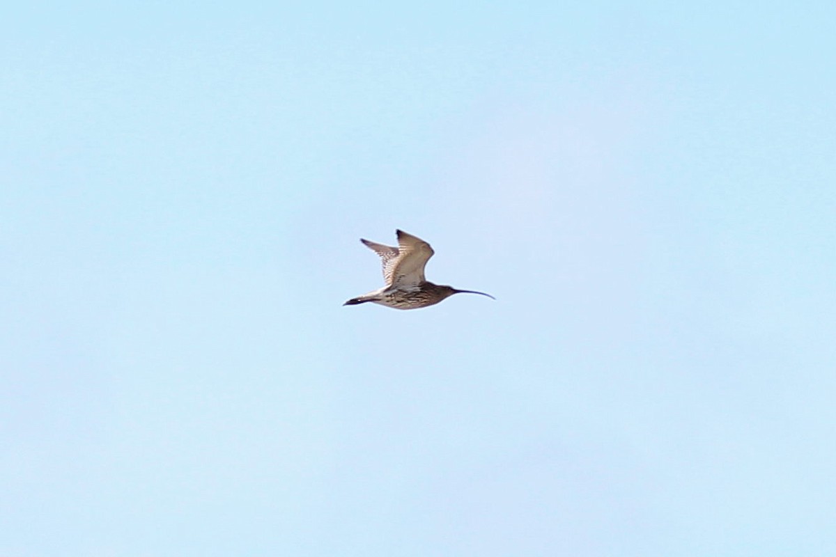 Eurasian Curlew - Thomas Quartier