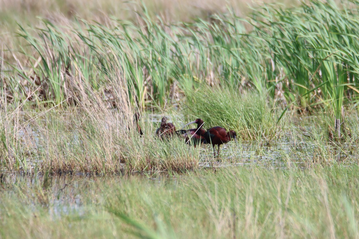 Ibis à face blanche - ML616731182