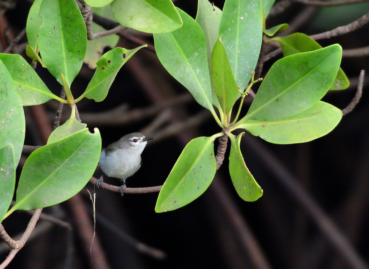 Mangrovenektarvogel - ML616731195