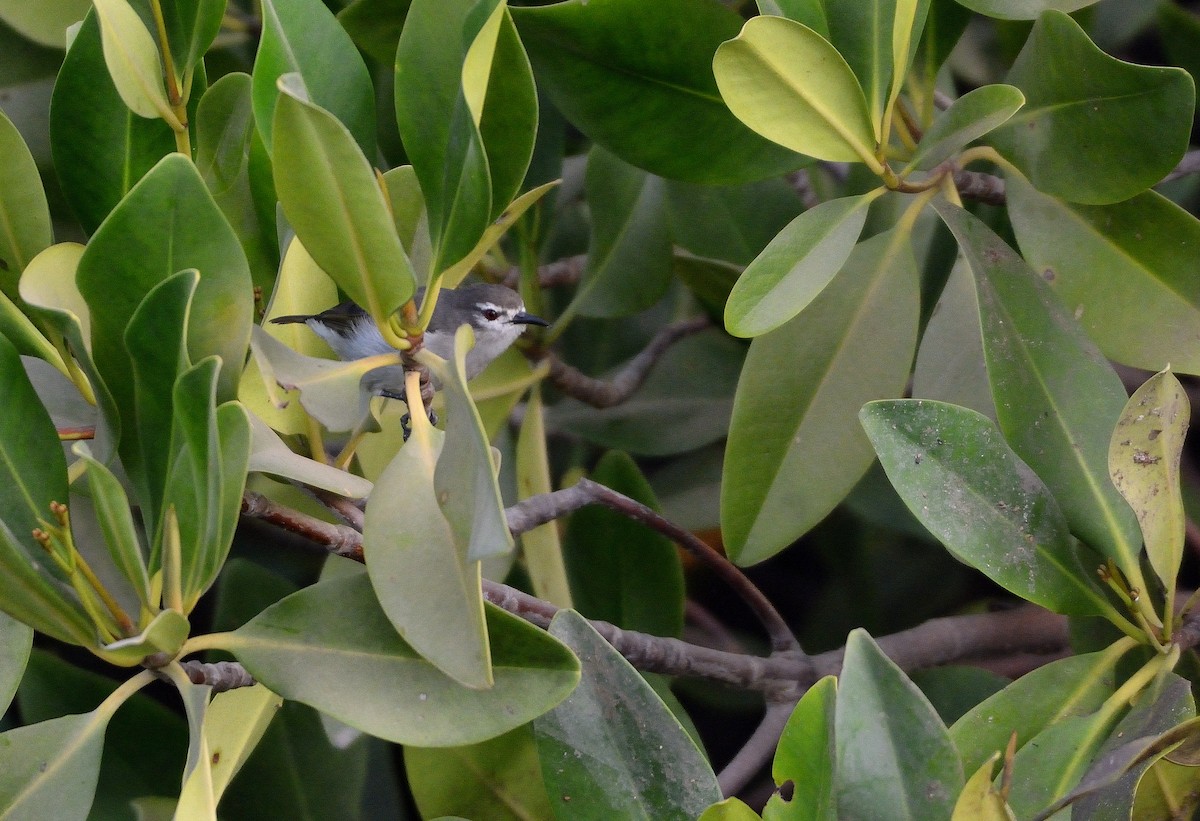 Mangrovenektarvogel - ML616731196