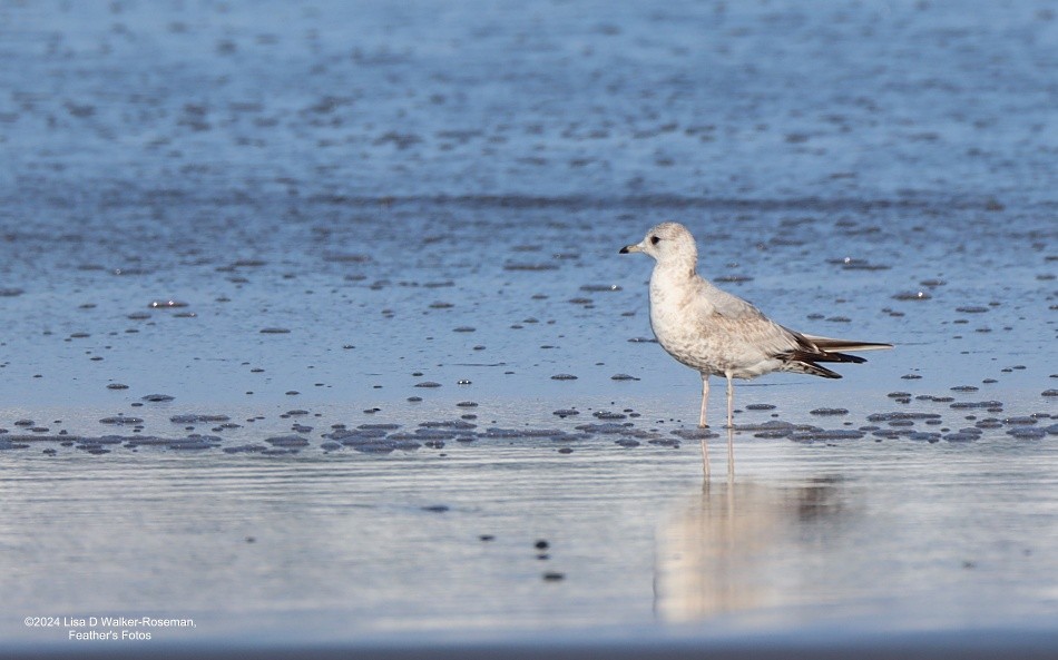 Short-billed Gull - ML616731197