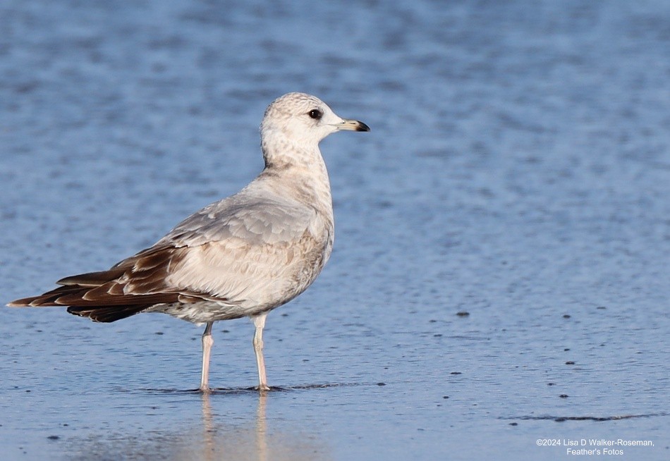 Short-billed Gull - ML616731198