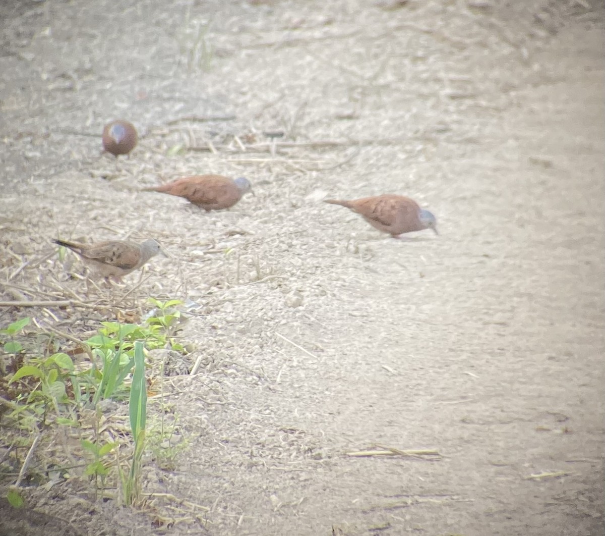 Colombe rousse - ML616731206