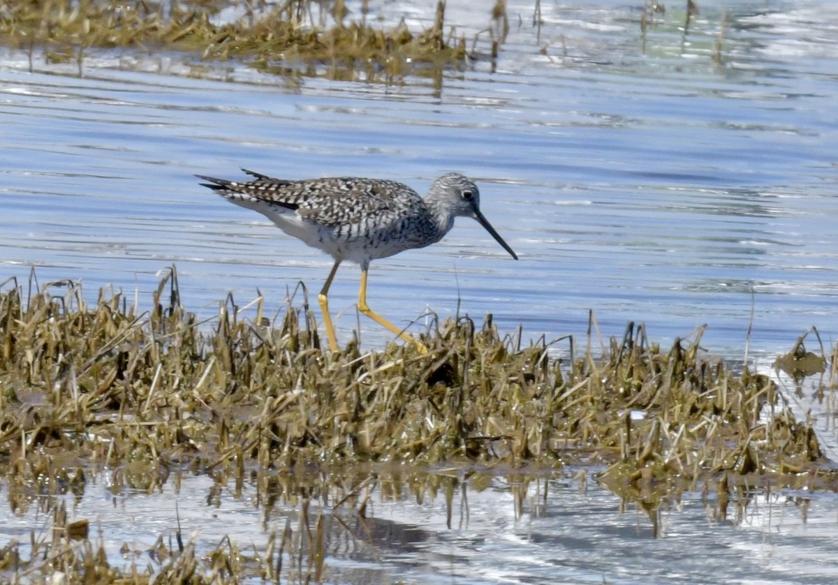 Greater Yellowlegs - ML616731211