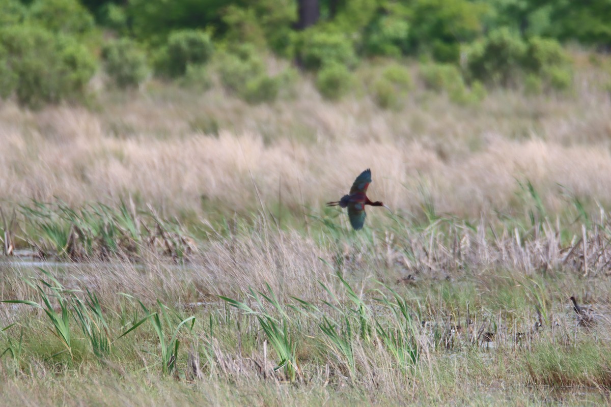 White-faced Ibis - ML616731212