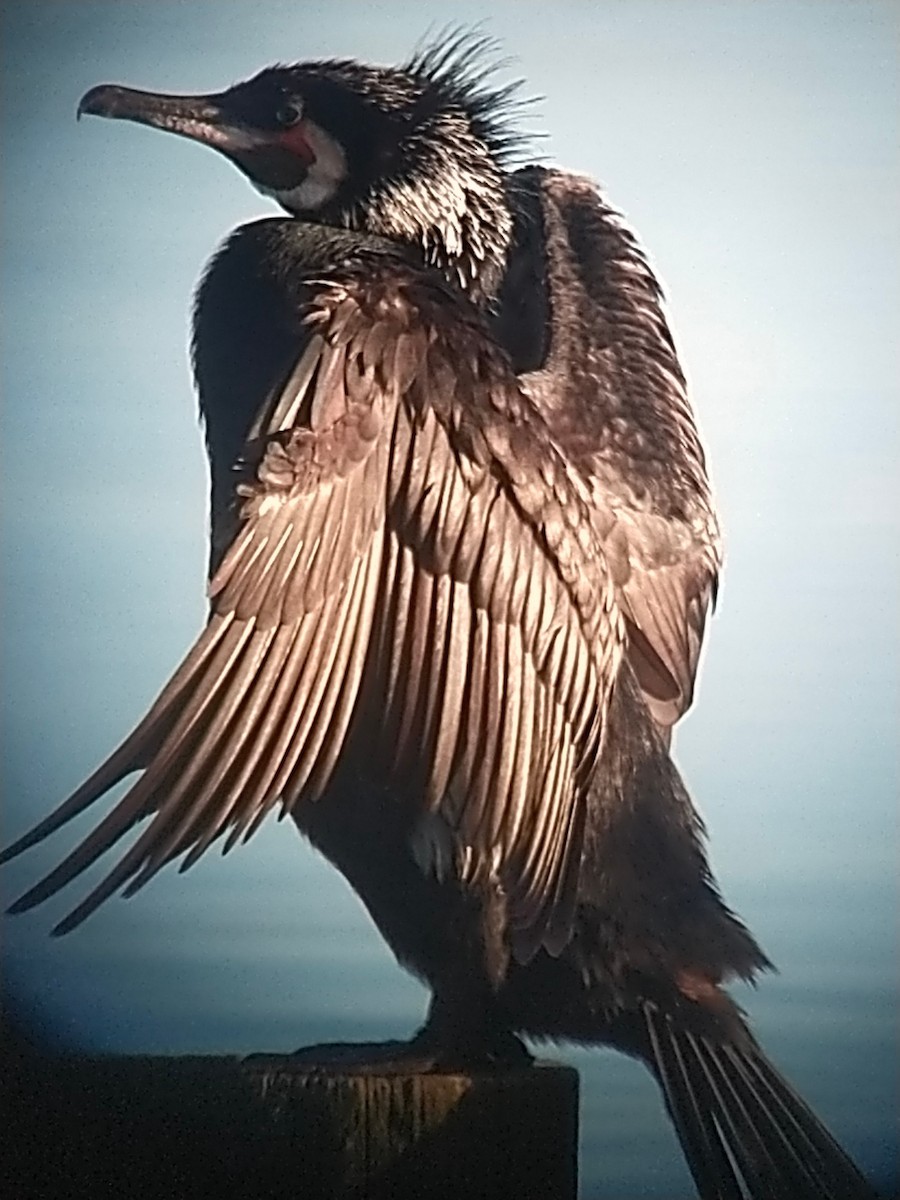 Great Cormorant - ML616731215