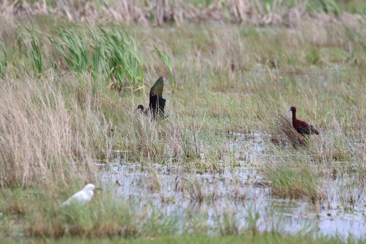 White-faced Ibis - ML616731244