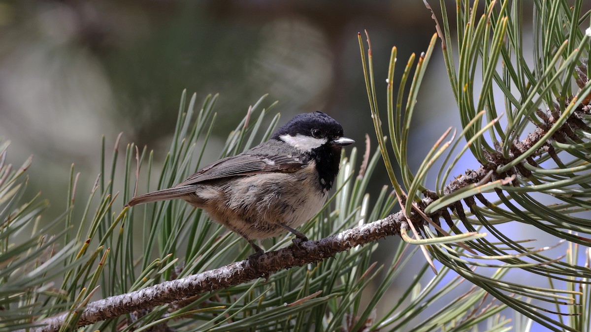 Coal Tit (Cyprus) - ML616731280