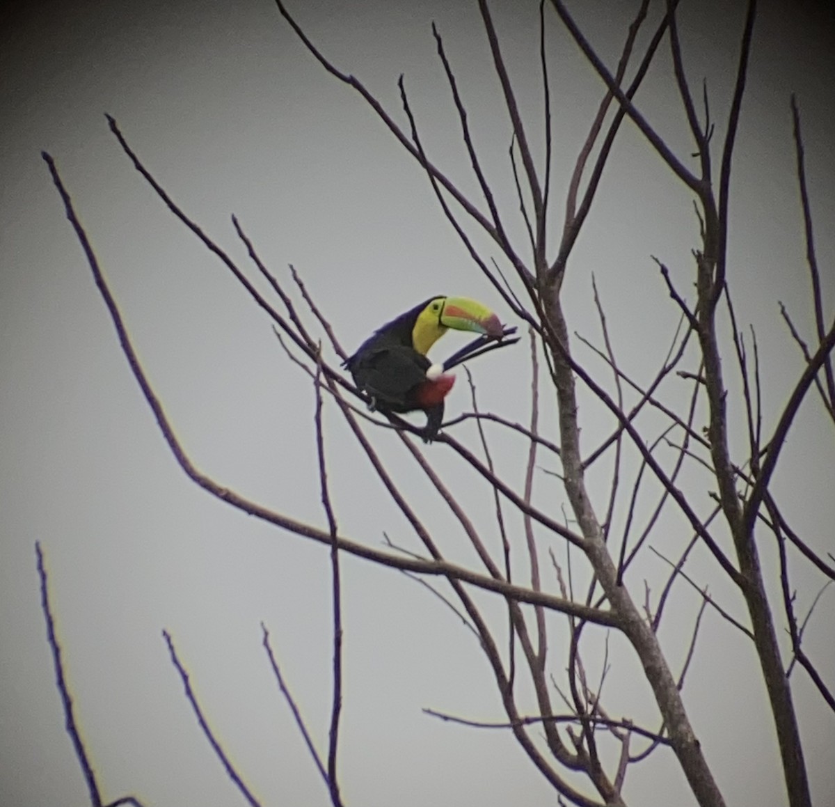 Toucan à carène - ML616731283