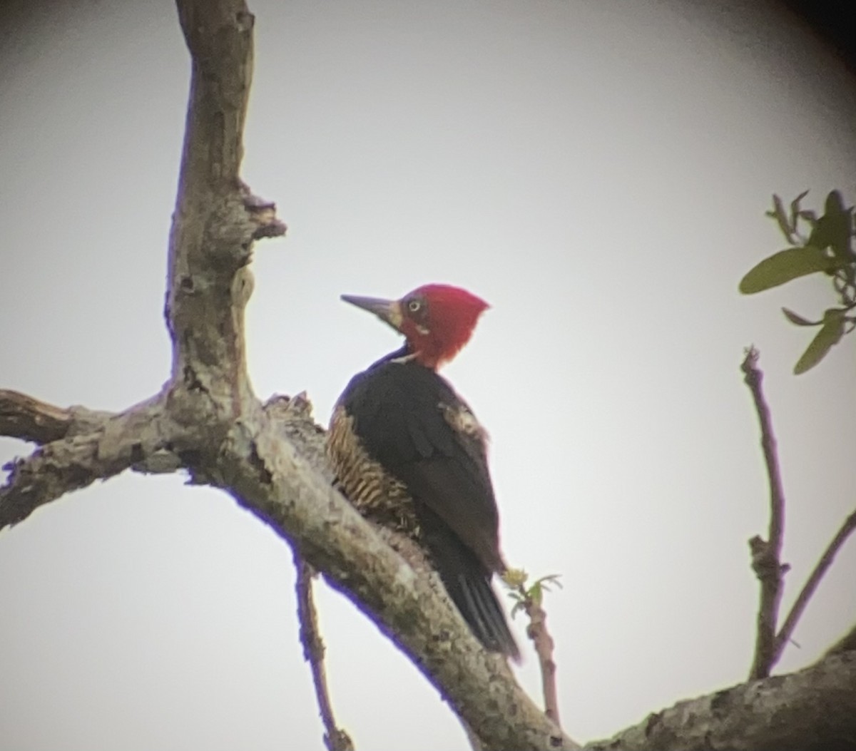 Pic de Malherbe - ML616731304