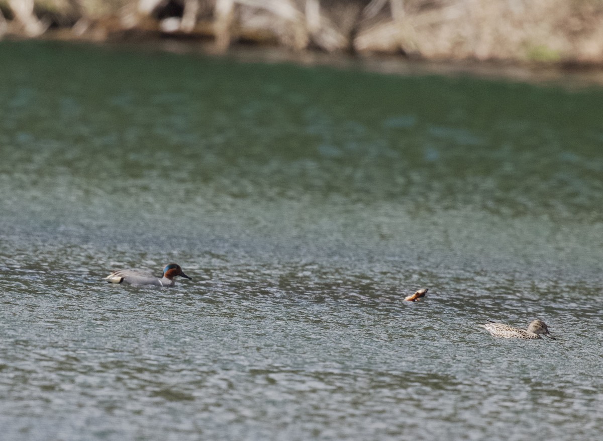 Green-winged Teal - ML616731313