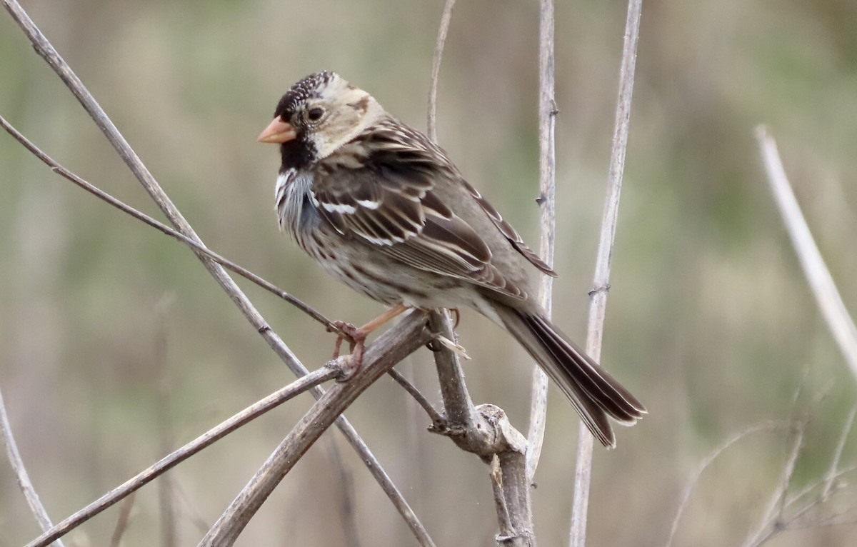 Harris's Sparrow - Micky Louis