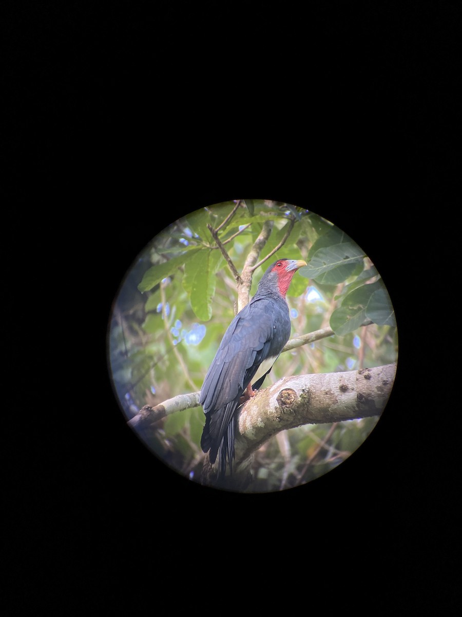 Caracara à gorge rouge - ML616731328