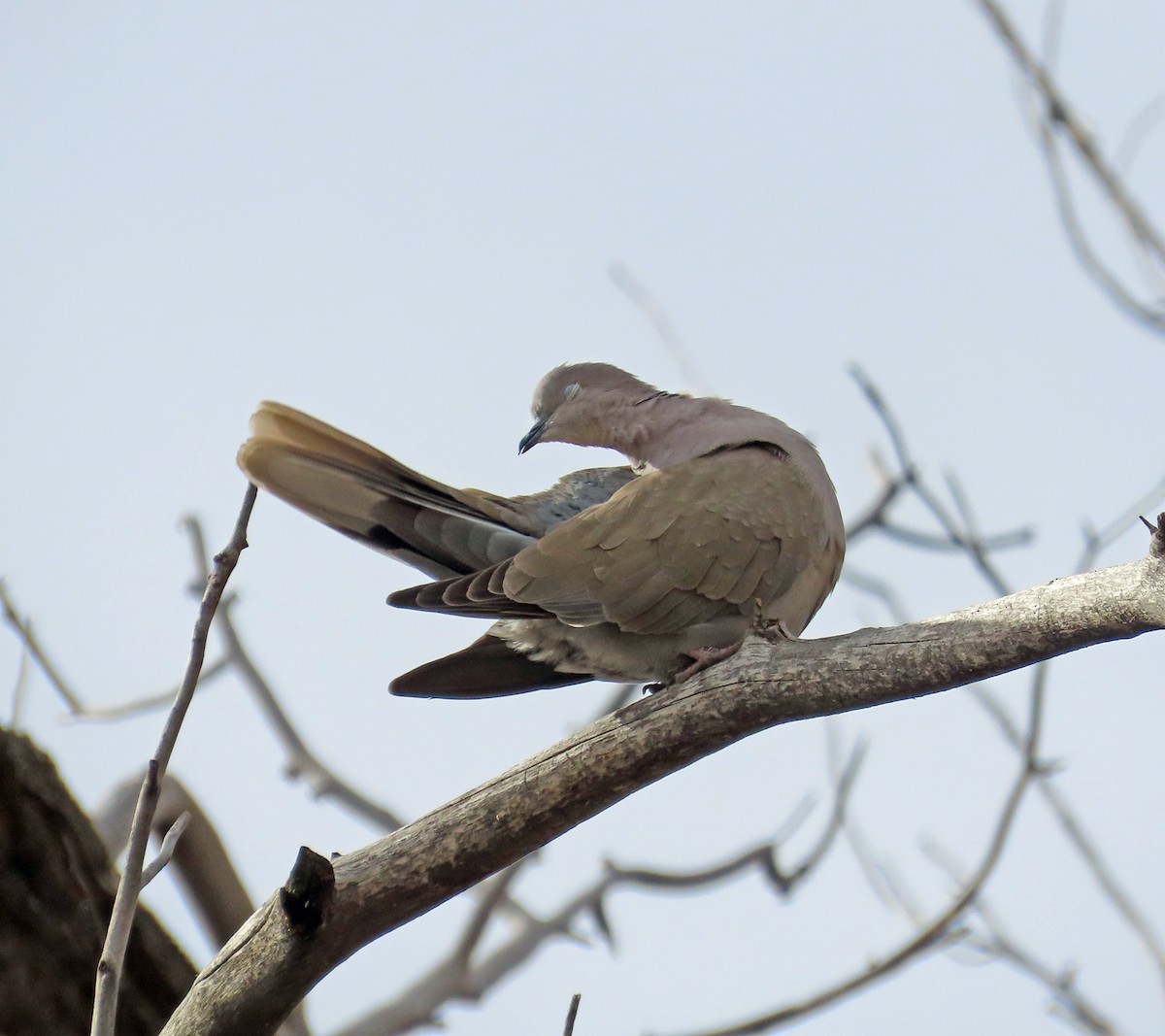 Eurasian Collared-Dove - ML616731383