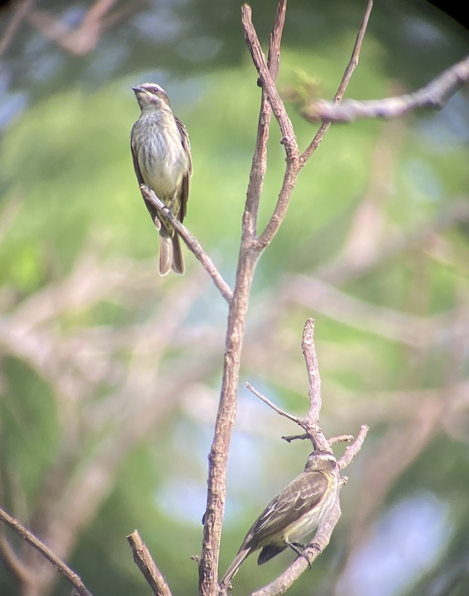 Tyran pirate - ML616731393