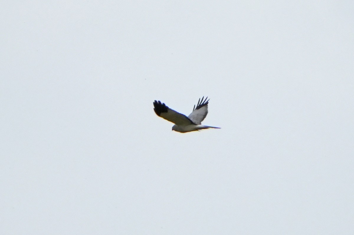 Hen Harrier - ML616731401