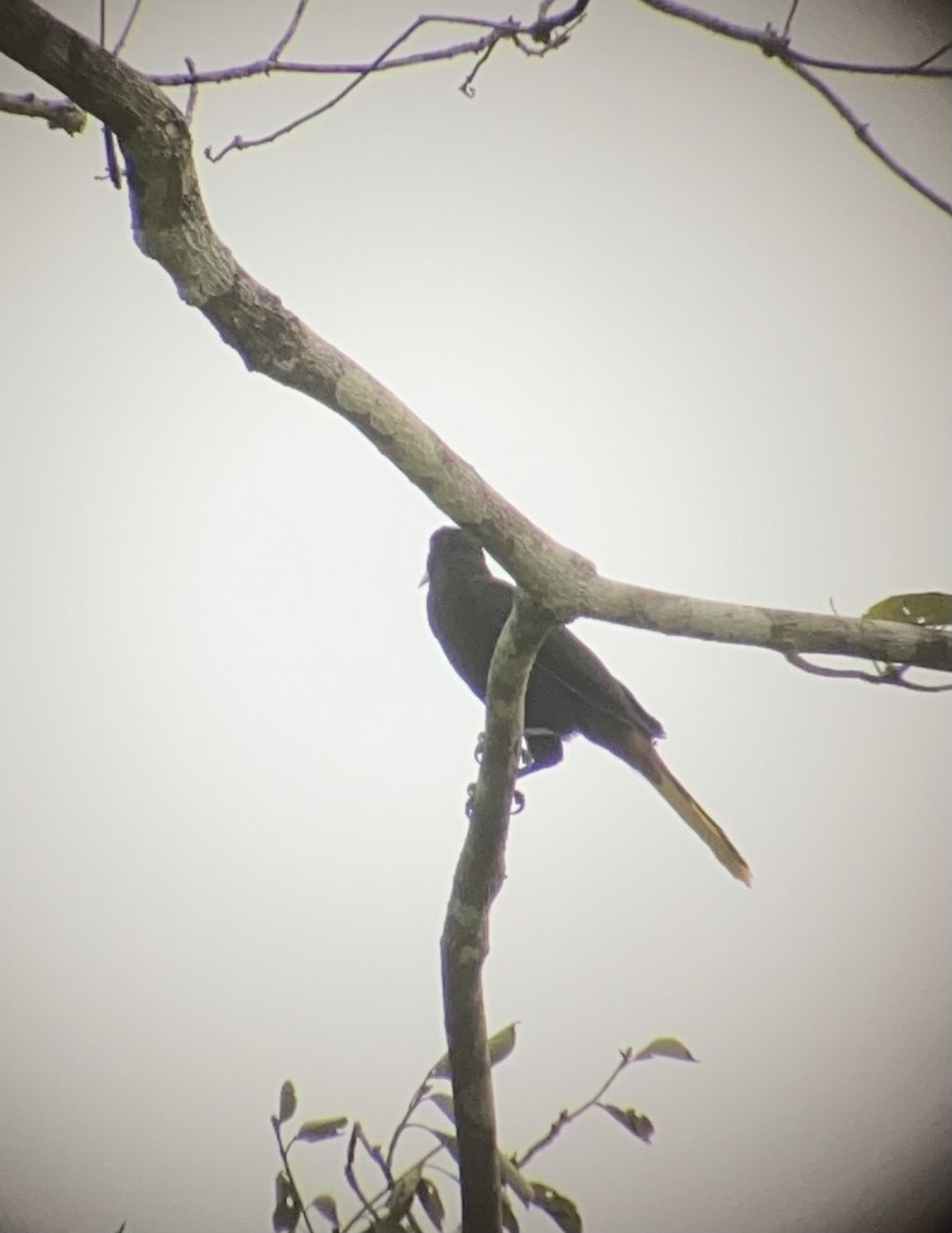 Cassique huppé - ML616731424