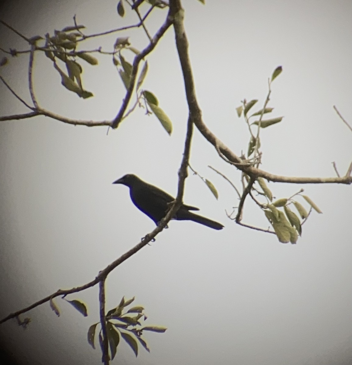 Vacher géant - ML616731436