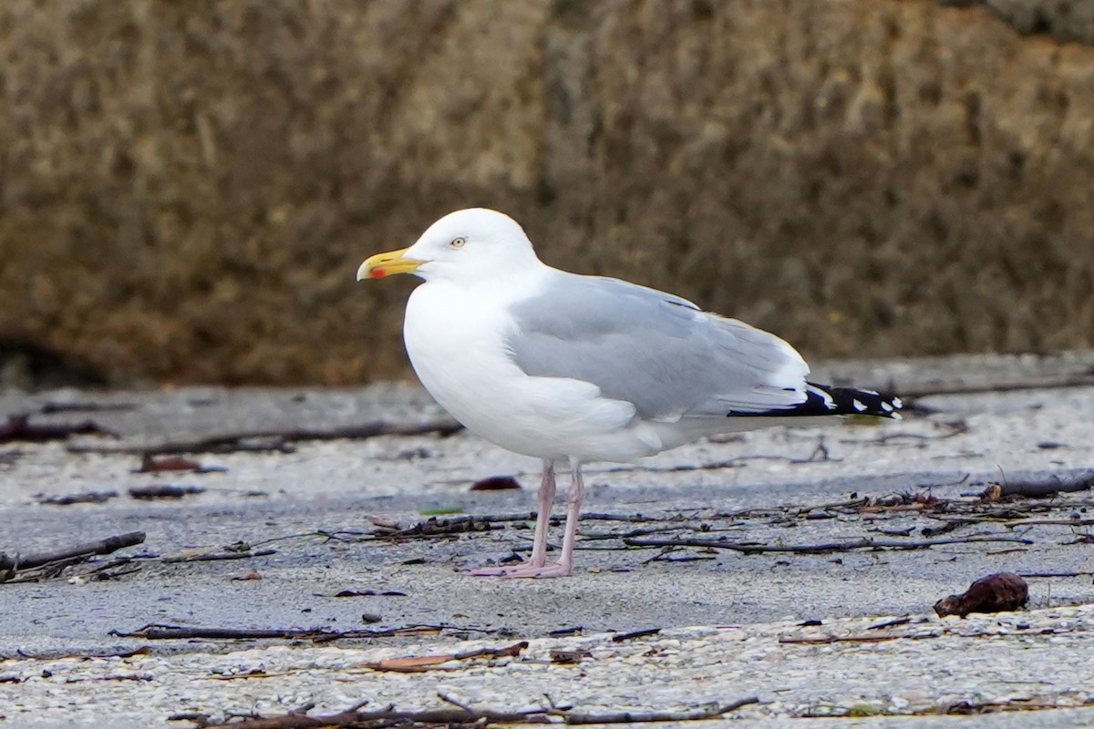 Gaviota Argéntea - ML616731453