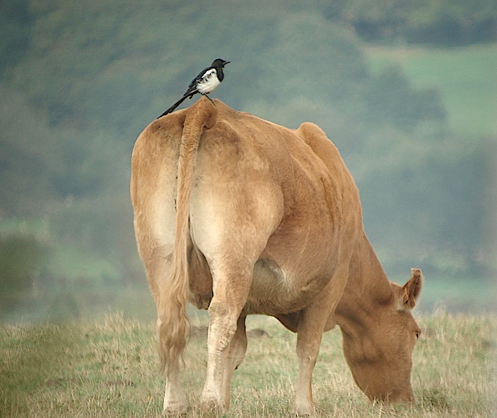 Eurasian Magpie - ML616731459