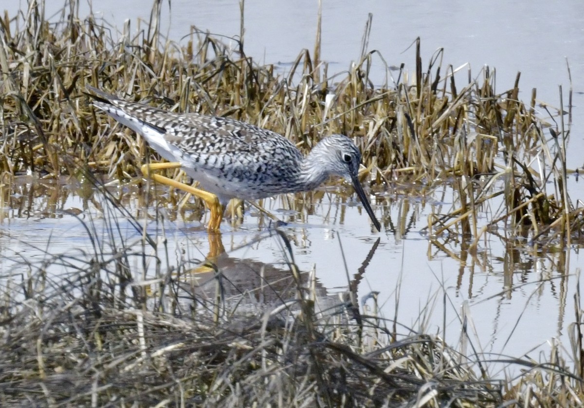 Greater Yellowlegs - ML616731469