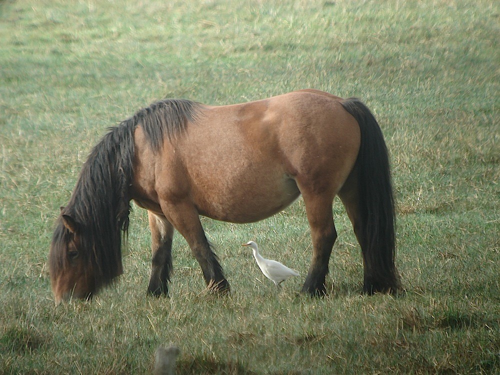 Western Cattle Egret - ML616731470