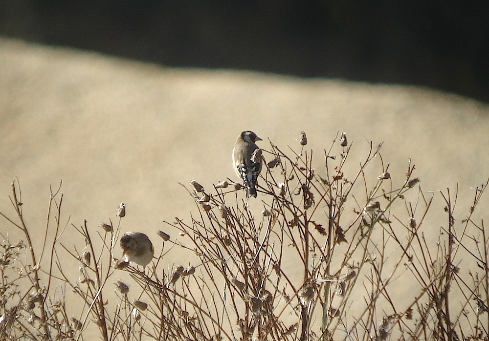 European Goldfinch - ML616731495