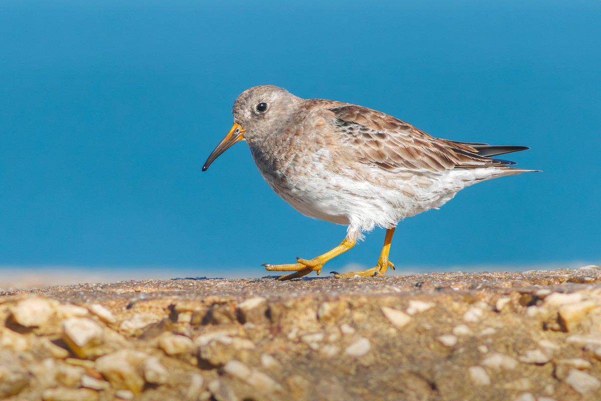 Purple Sandpiper - ML616731503