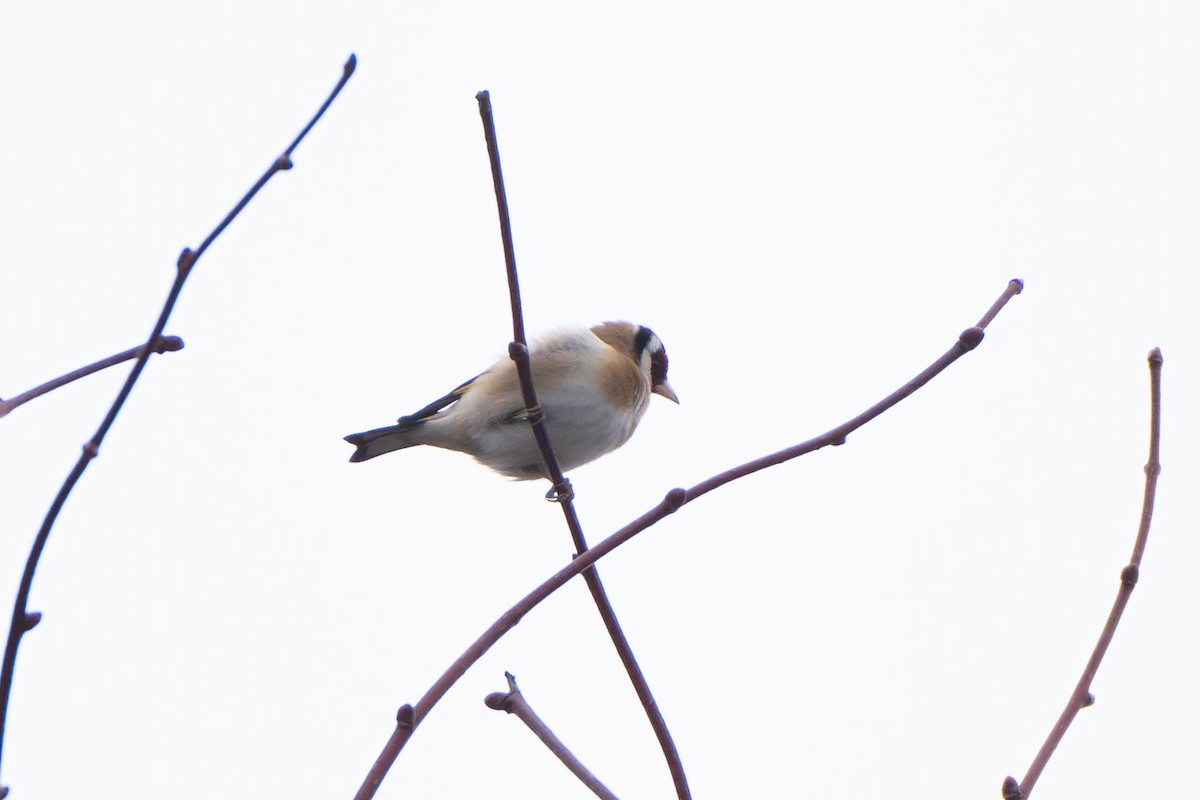 Бор бужирга - ML616731505