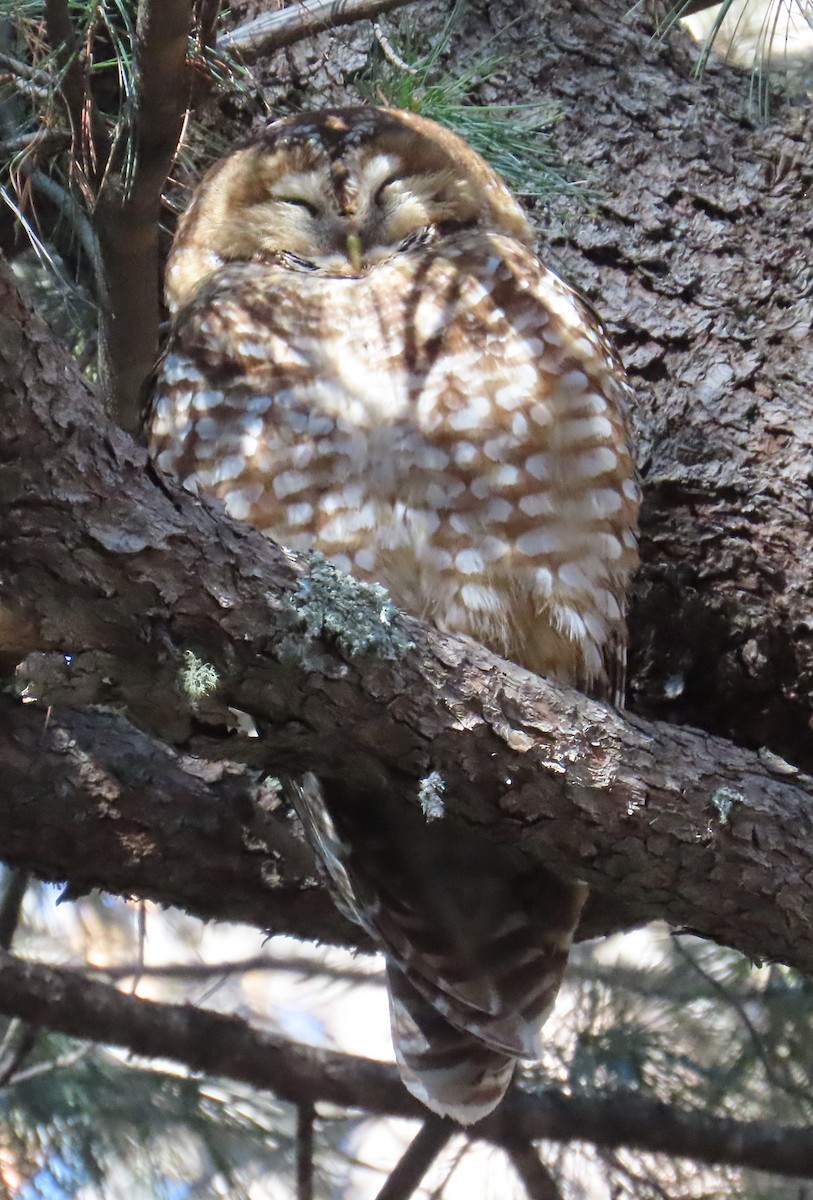 Spotted Owl - ML616731518