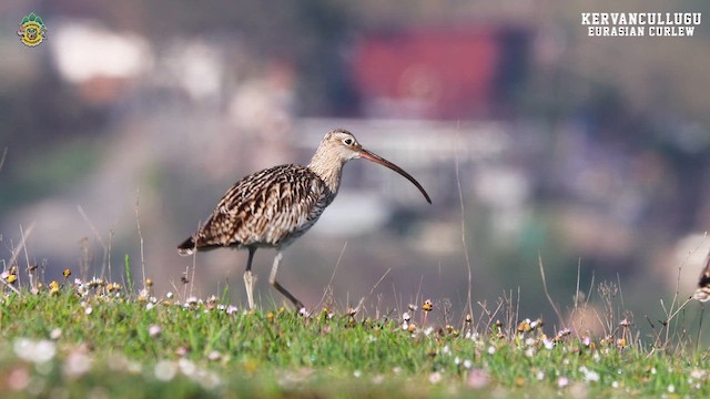 Eurasian Curlew - ML616731532