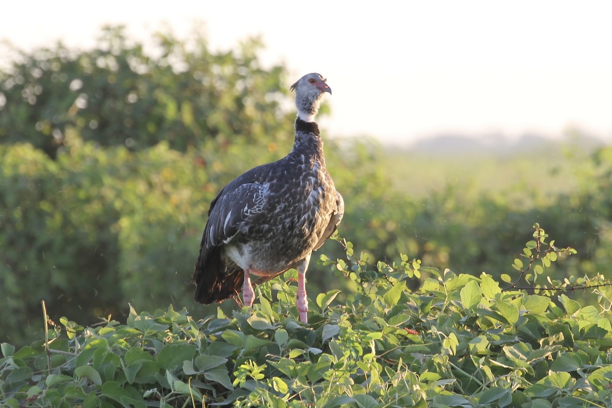 Southern Screamer - ML616731550