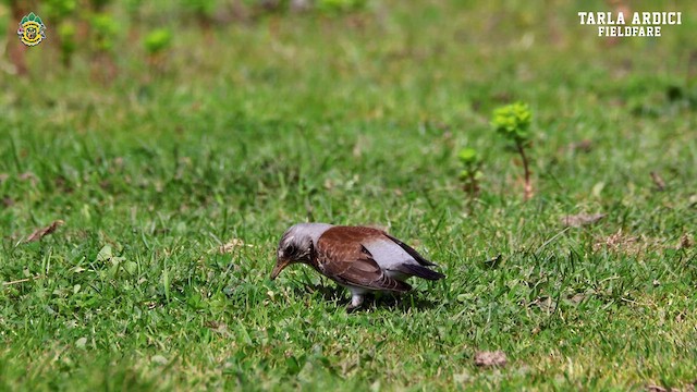 Fieldfare - ML616731556