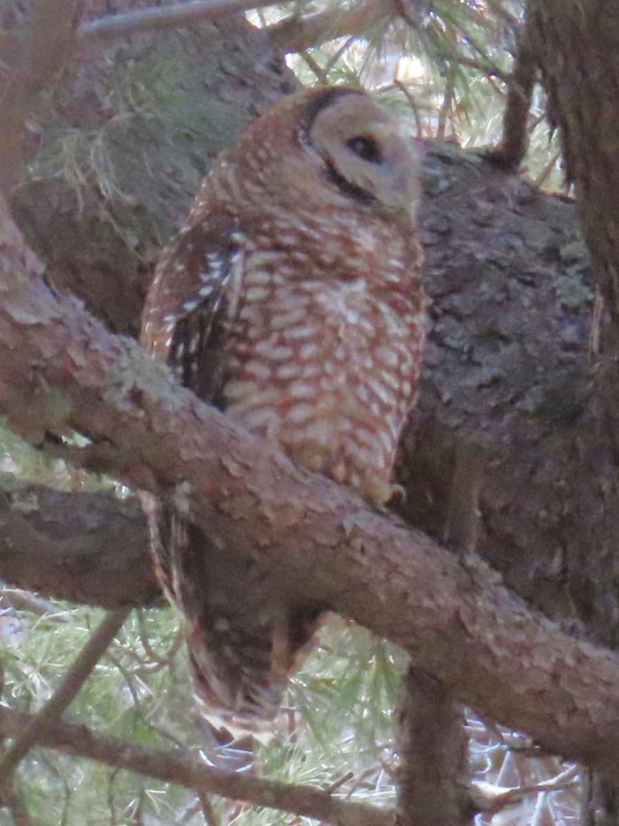 Spotted Owl - ML616731558