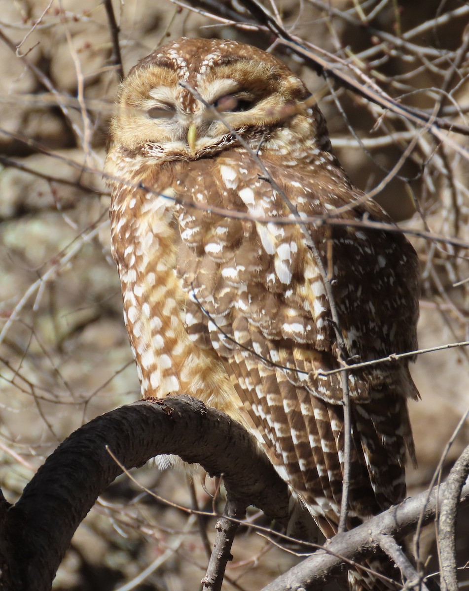 Spotted Owl - ML616731559