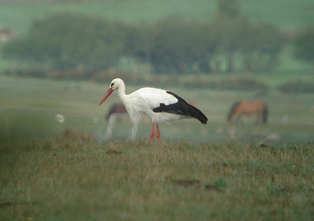 White Stork - ML616731561
