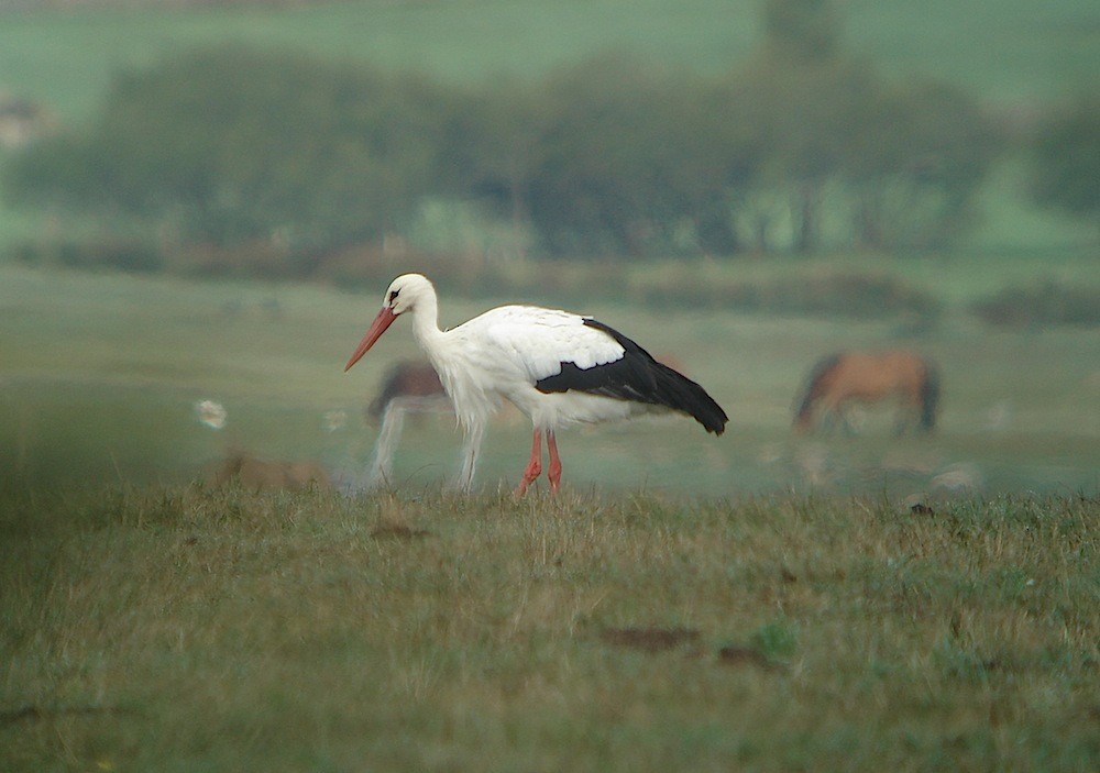 Weißstorch - ML616731561