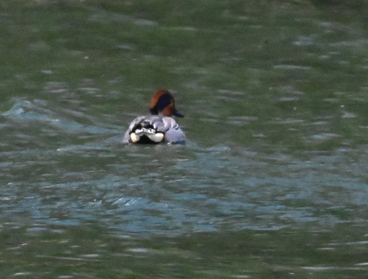 Green-winged Teal - ML616731587