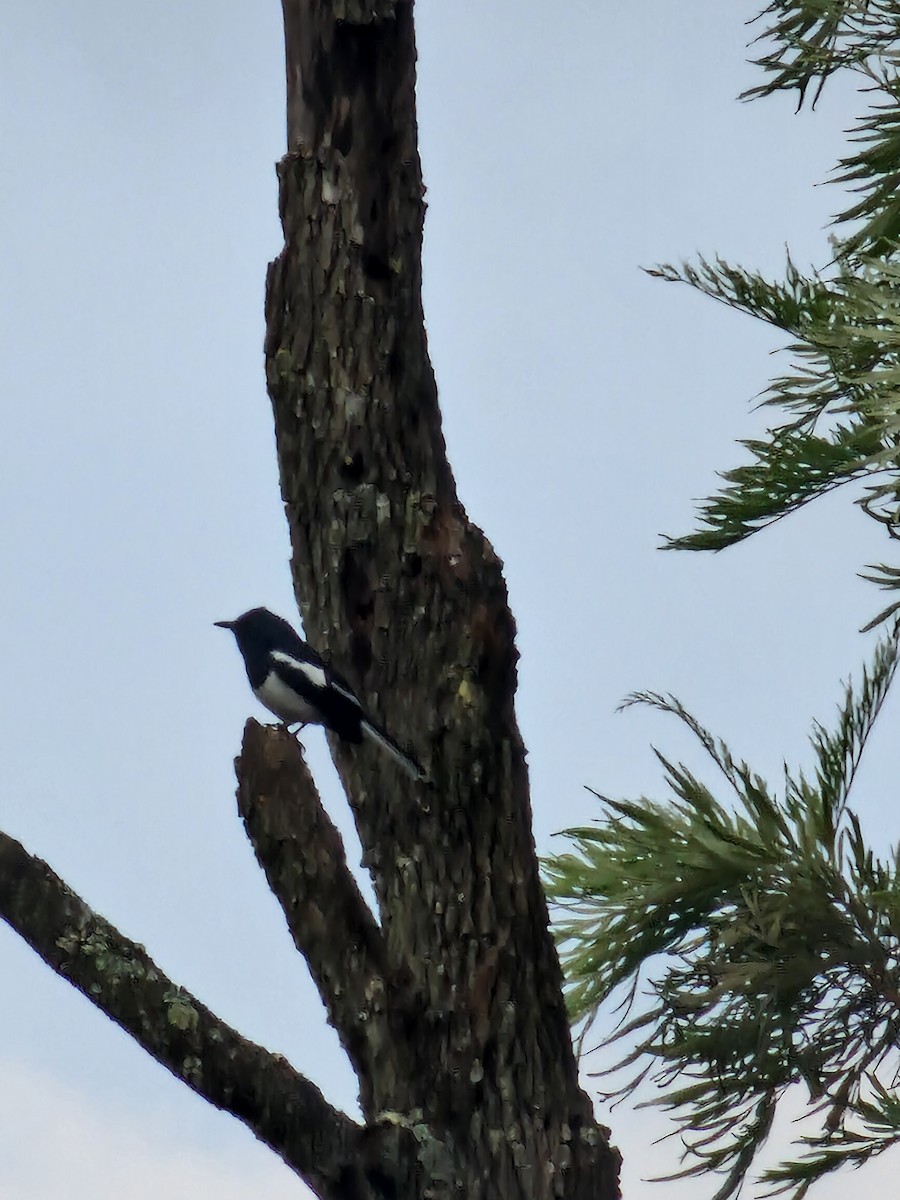 Oriental Magpie-Robin - ML616731627