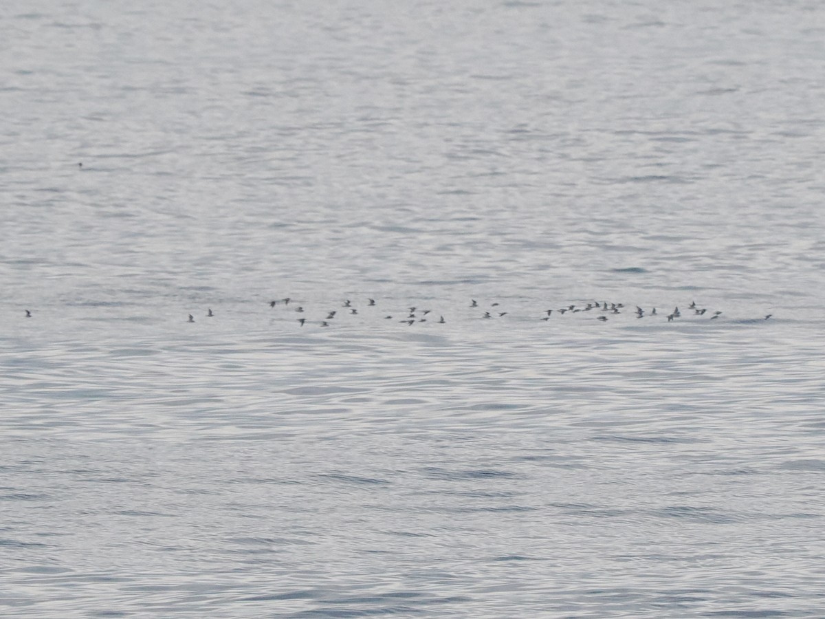 phalarope sp. - ML616731679