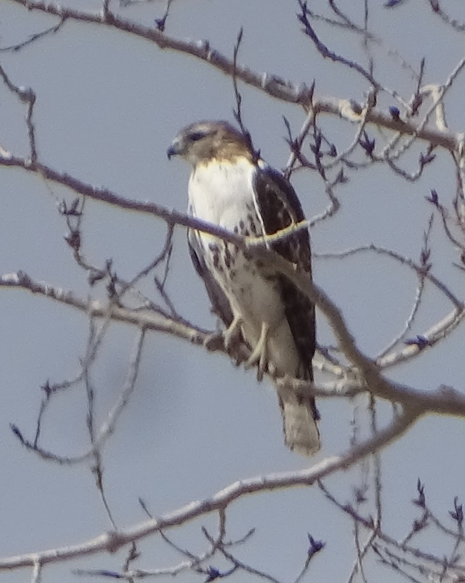 Red-tailed Hawk - ML616731689