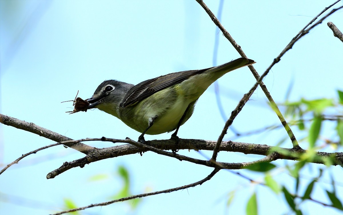 Cassin's Vireo - ML616731696