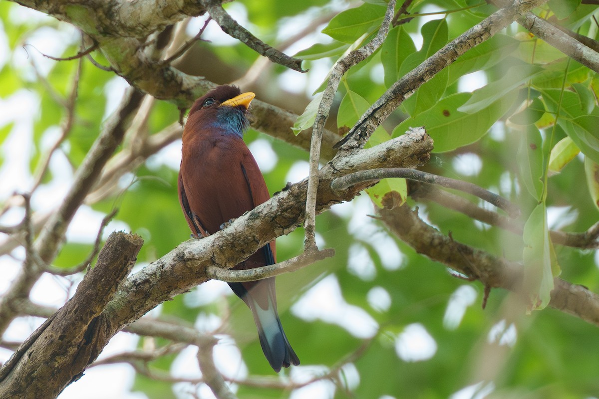 Blue-throated Roller - ML616731730