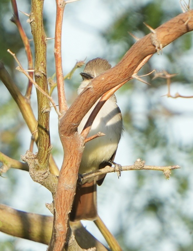 Ash-throated Flycatcher - John Rhoades