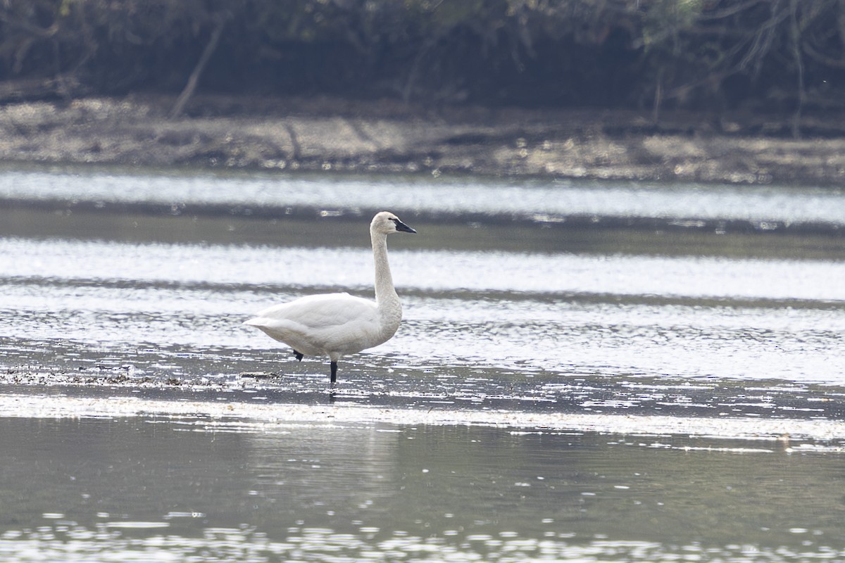 Tundra Swan - ML616731791