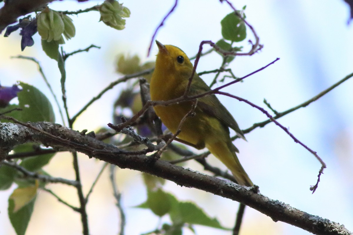 Wilson's Warbler - ML616731797